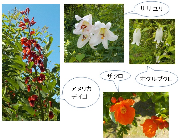 デイゴ他の写真