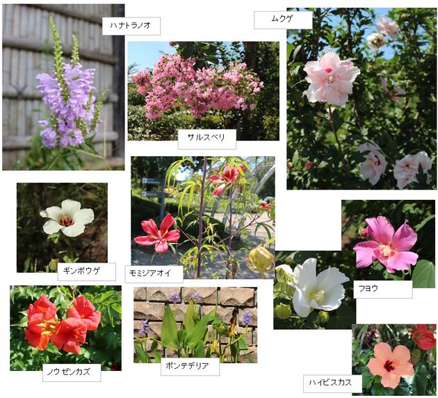 園内の花