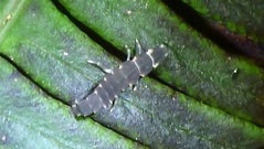 クロマドボタルの幼虫
