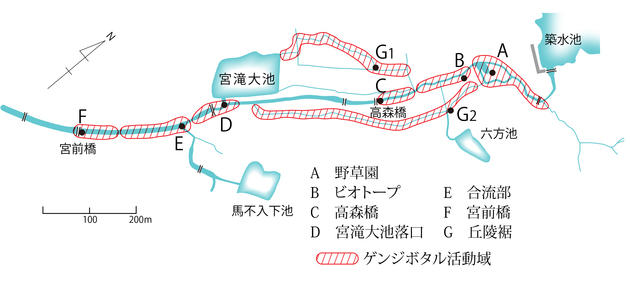 ゲンジボタル発生状況概略図