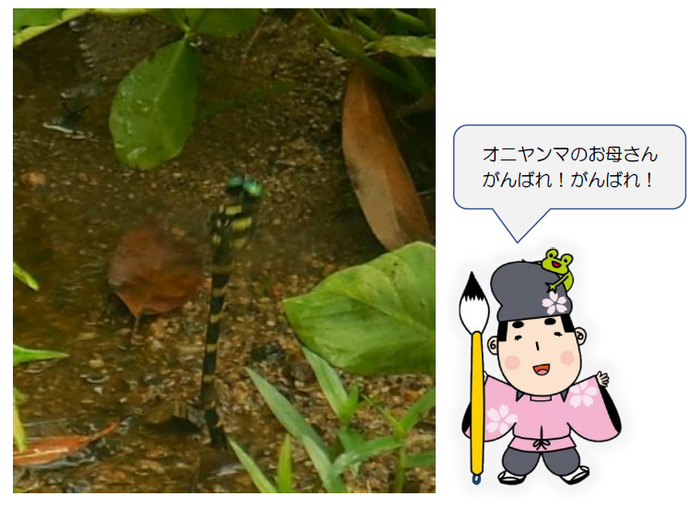 オニヤンマの産卵