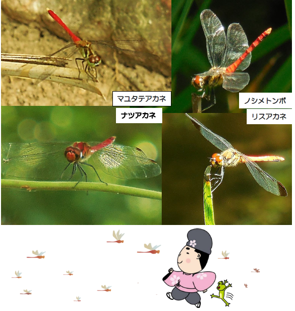 身近なアカトンボ
