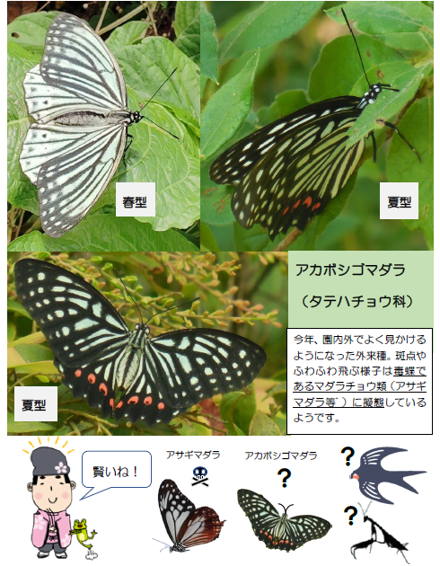 アカボシゴマダラ(タテハチョウ科)