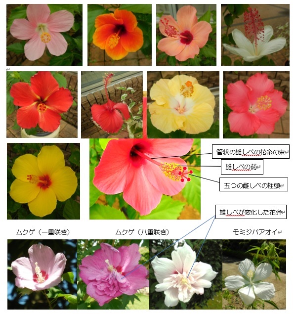 夏の主役 アオイ科の植物