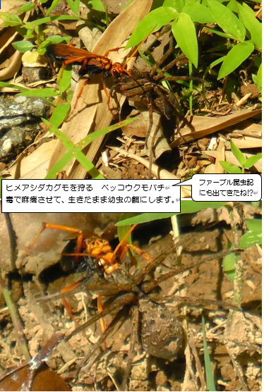 ベッコウクモバチ
