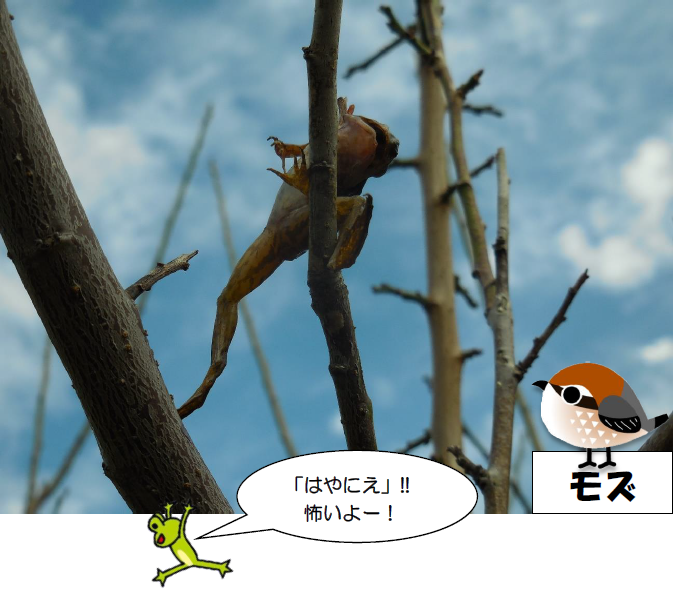 モズのはやにえ