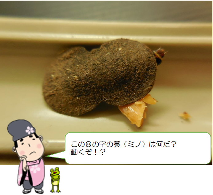 「動く!8の字の蓑」ヒロズコガ