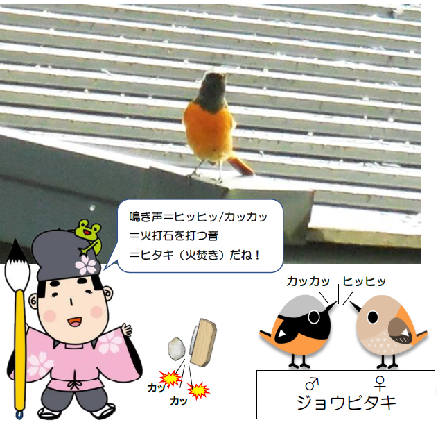 ジョウビタキ
