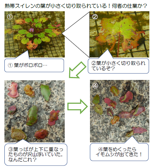 熱帯スイレンの葉 ミズメイガ