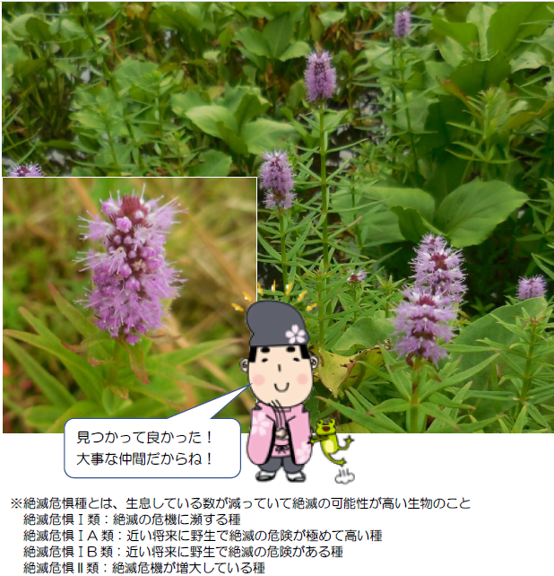 絶滅危惧2.類 ミズトラノオ