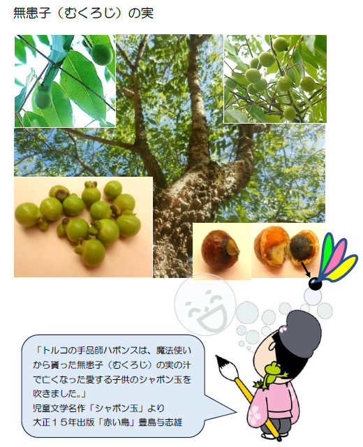 無患子の実