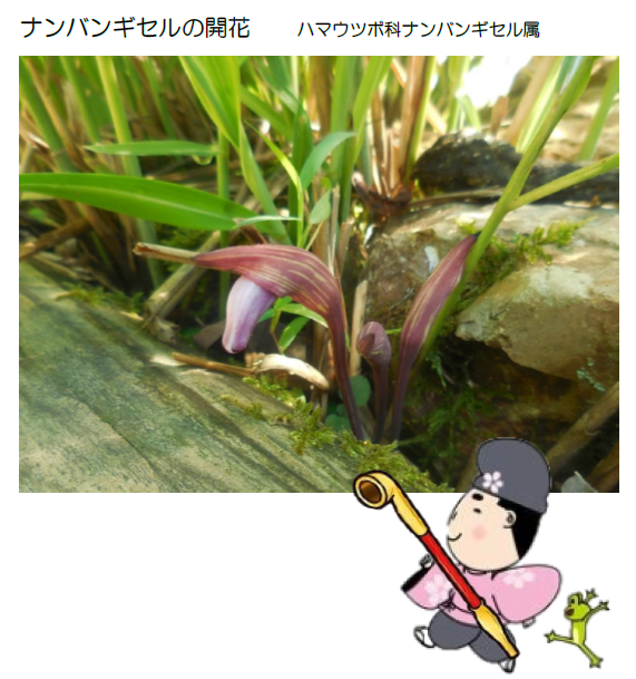 ナンバンギセルの開花 ハマウツボ科ナンバンギセル属