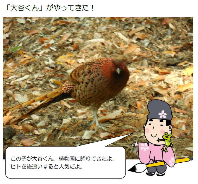 「大谷くん」がやってきた!