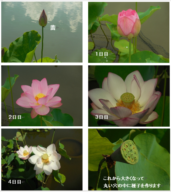 オオガハスの花
