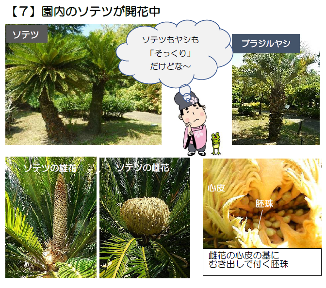 ソテツの花