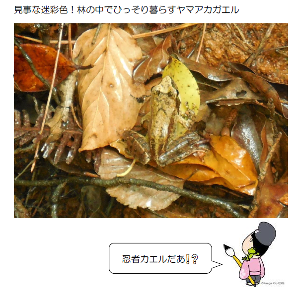 見事な迷彩色!ヤマアカガエル
