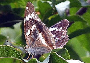 メスグロヒョウモンチョウ