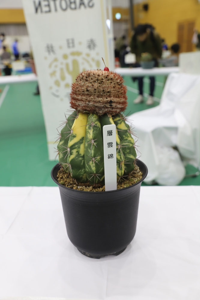 金賞