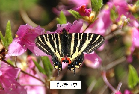 ギフチョウ