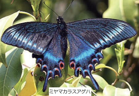 ミヤマカラスアゲハ